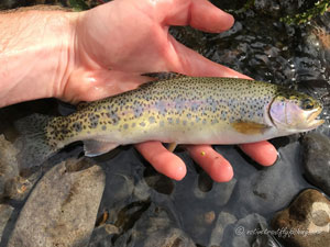 Native Trout Fly Fishing