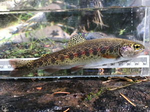 Native Trout Fly Fishing