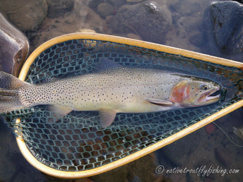 Native Trout Fly Fishing